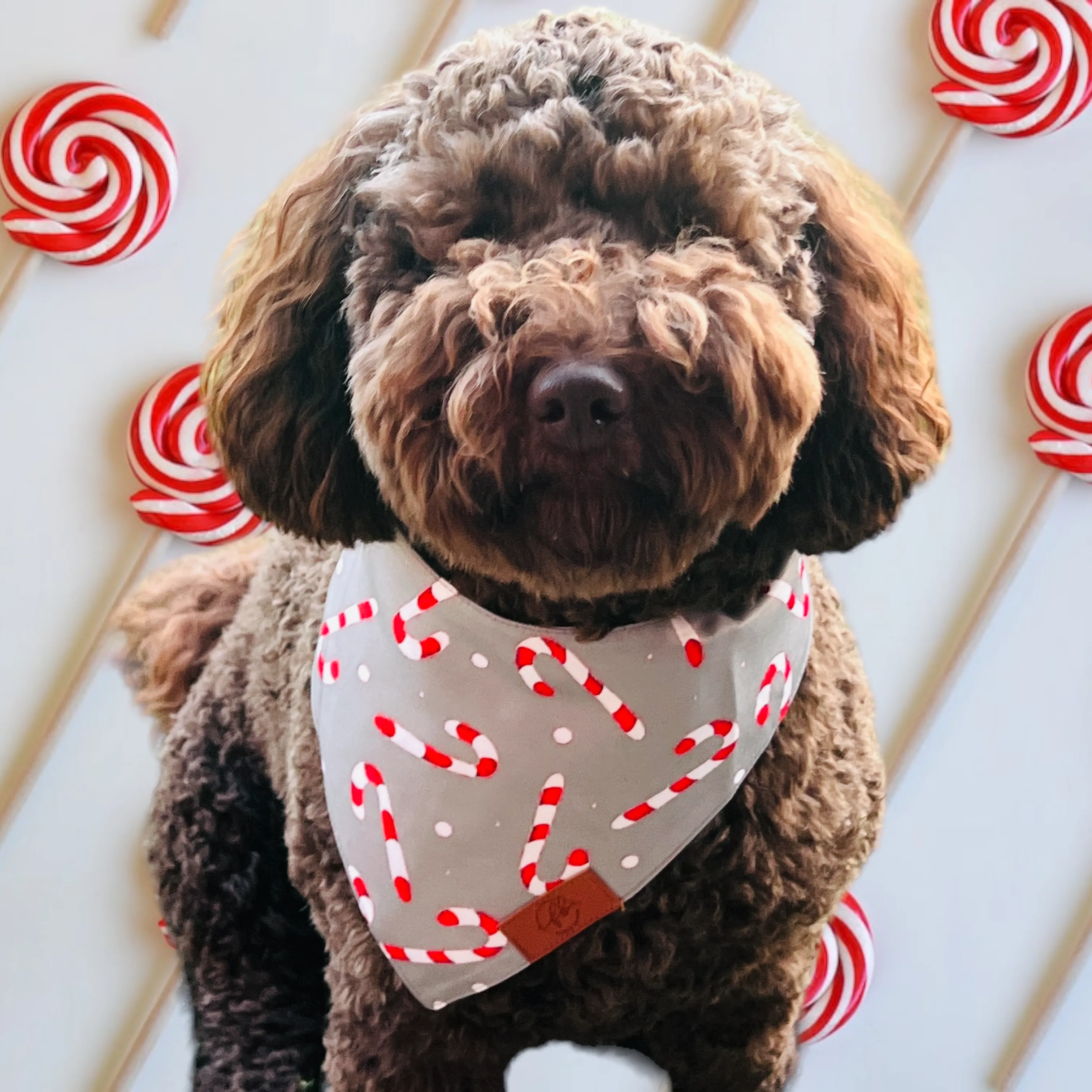 Candy Cane Fancy Band-Anas For Pets