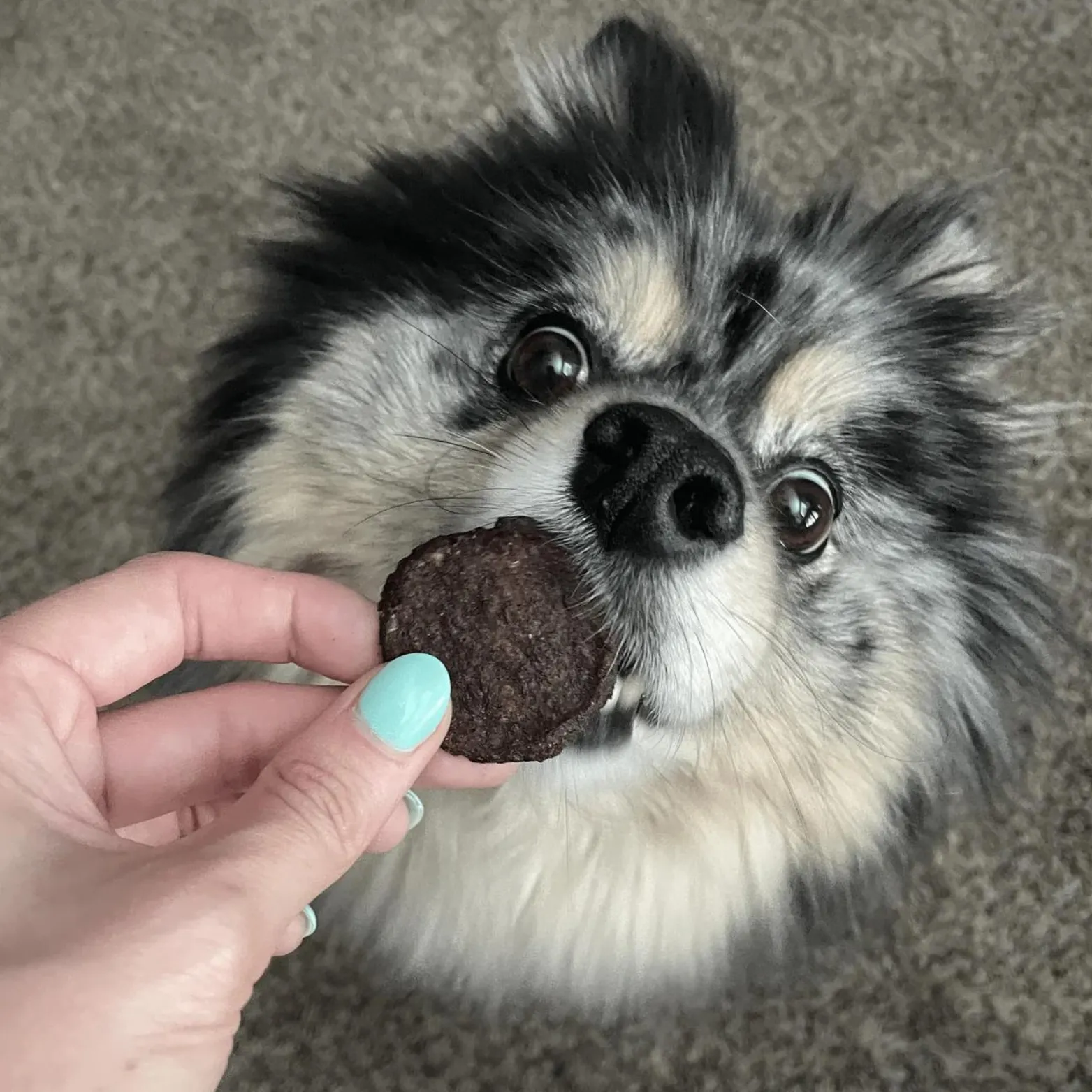 Farm To Pet Beef Chips Dog Treats