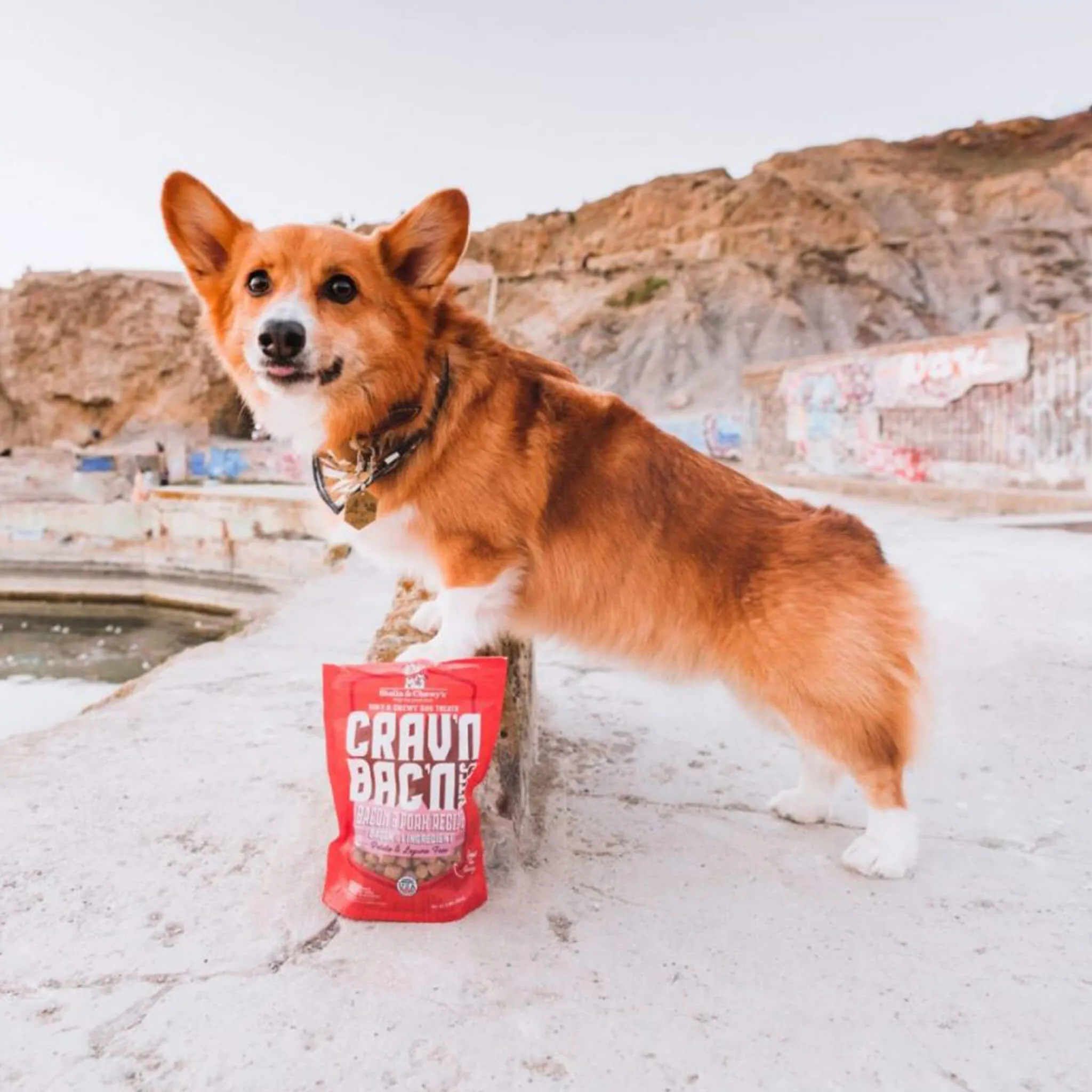 Stella & Chewy's Crav'n Bac'n Bites Dog Treats