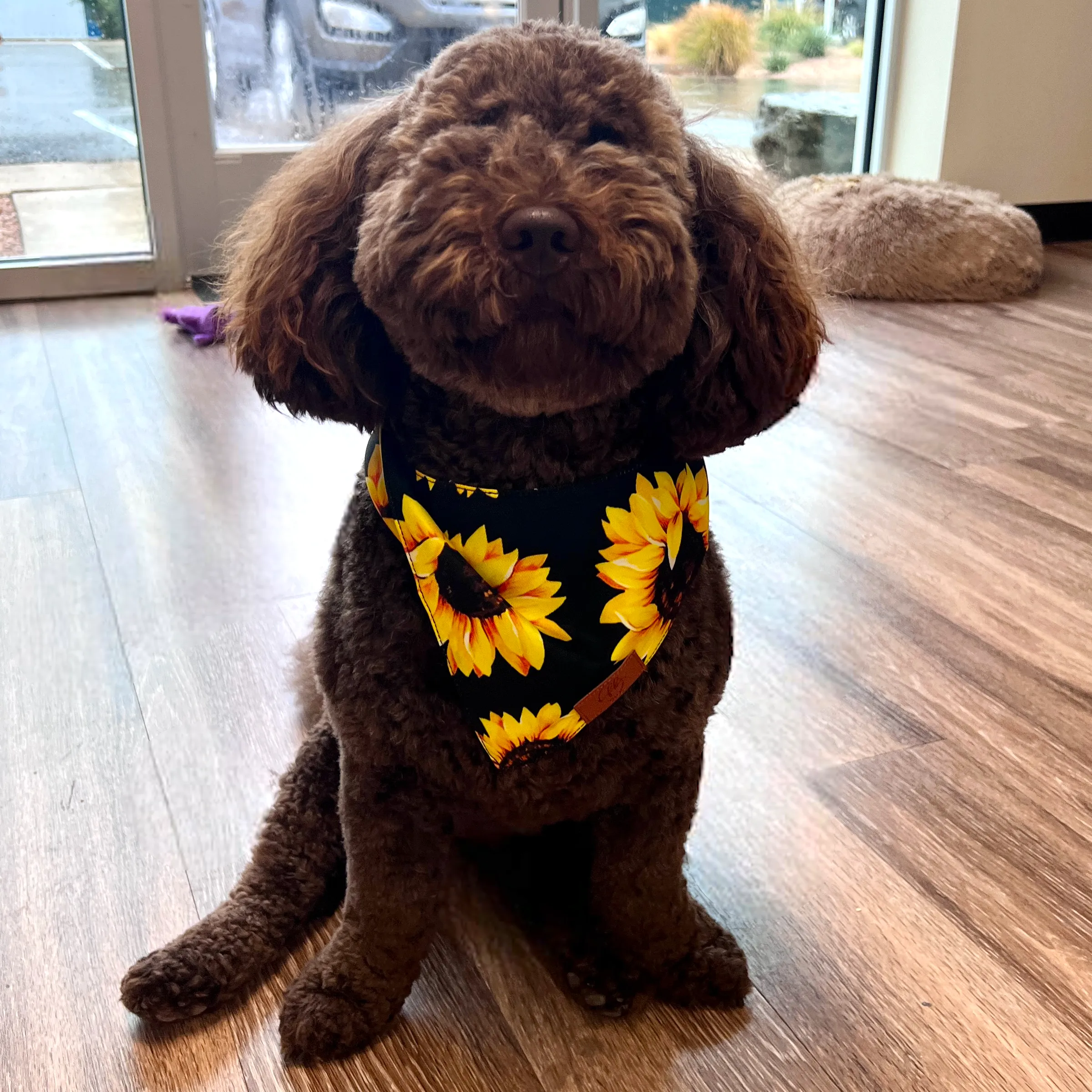 Sunflower Fancy Band-Anas For Pets