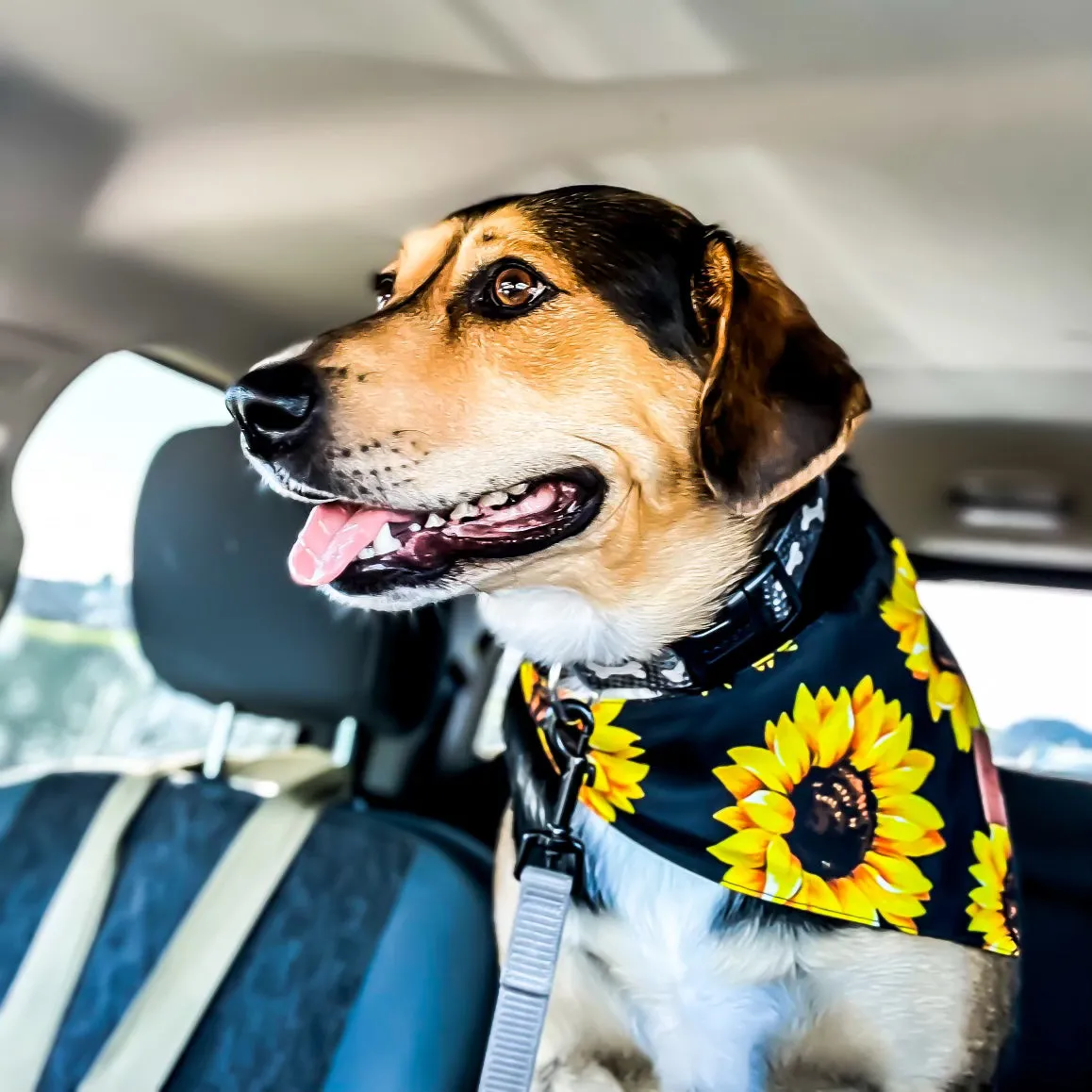 Sunflower Fancy Band-Anas For Pets